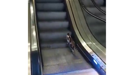 Cat was stuck on the wrong side of the escalator until a good man helped it