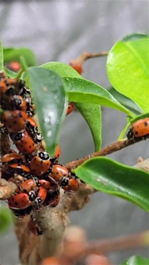 Ladybugs! - The Little Bonsai Warriors