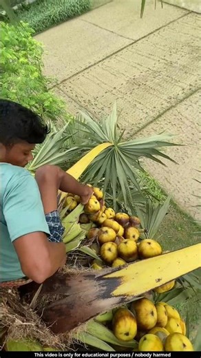 This fruit is in more demand than coconut 😯l #iceapple