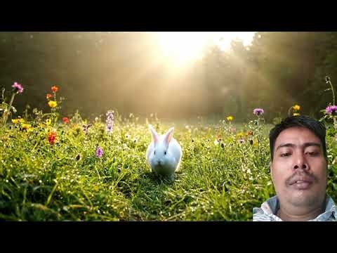Beautiful Rabbit Searching for Food in a Peaceful Meadow | Realistic AI Nature Video #3