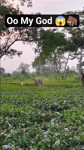 Guys Elephant Full Angry Attack The Humans 🦣🤯😱