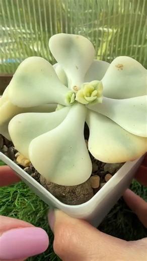 The Only Way to Propagate a Variegated Echeveria 💚💛