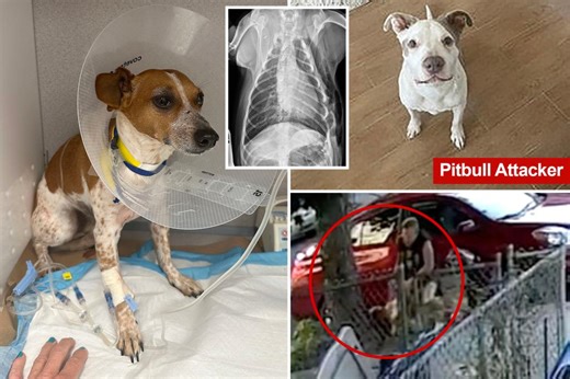 Exclusive | Gruesome video captures NYC pit bull mauling Percy the Jack Russell: ‘So much pain’