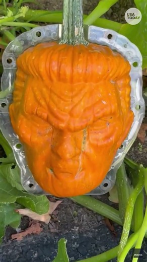 See farmer grow pumpkins with faces, including President Trump