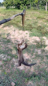 Angry #Reels | Otter