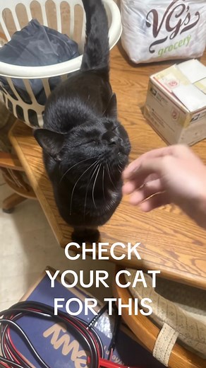 Check Your Cat for This: Signs Every Owner Should Know
