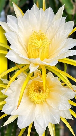 The secret to self-pollination