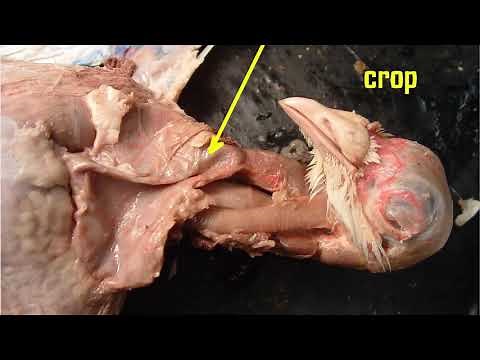 avian digestive system