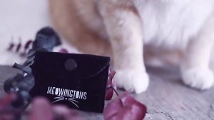 156K views · 364 shares | ENTIRE Site is up to 90% OFF RIGHT MEOW! Lowest Prices to Date - Everything Must Go! | Meowingtons | Facebook