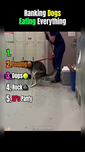 Ranking Dogs Eating Everything