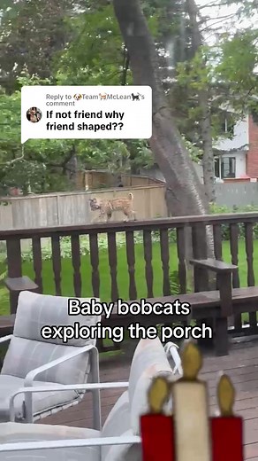 Adorable Baby Bobcats Exploring the Porch