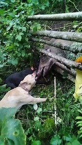 772K views · 4.9K reactions | 3 Ways to Raise Pigs for BIG Farmhouse...