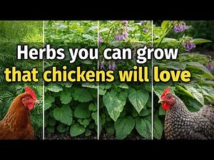 Herbs You Can Grow That Chickens Will Love (And Why They’re So Good for Them)
