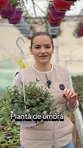 Tradescantia fluminensis e genul de plantă care nu cere lumina reflectoarelor 🌿 E plantă de umbră, liniștită, dar cu un farmec aparte. Am avut-o acasă, combinată cu alte plante de umbră și, sincer, s-a făcut super mișto 🤍 A crescut frumos, s-a așezat perfect în decor și a legat tot colțul acela verde. Uneori, cele mai frumoase combinații sunt cele făcute simplu, din ce se potrivește natural 🌱 #tradescantia #producatordeflori #paradisulculorilor | Paradisul Culorilor Oituz