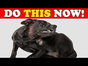 10 Fast-Acting Anti-Itch Remedies For Dogs That WORK INSTANTLY (Don’t Ignore #3)