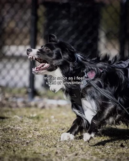 worst feeling omg #real #blowup #vent #puppy #fyp