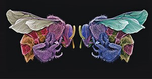 El arte de comer insectos en México