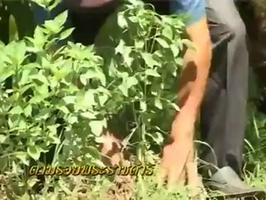 Full Integrated Farm