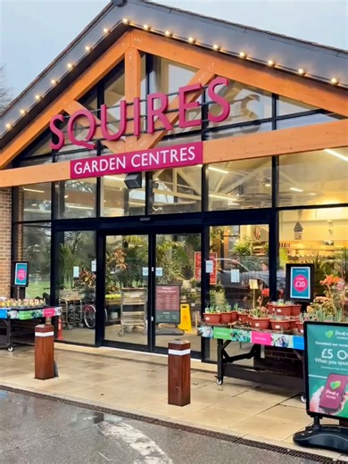 Discover Stunning Ficus Benjamina at Squire's