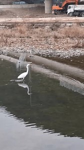 White Egret Flying Gracefully Over River Stock Footage Video (100% Royalty-free) 3964637297 | Shutterstock
