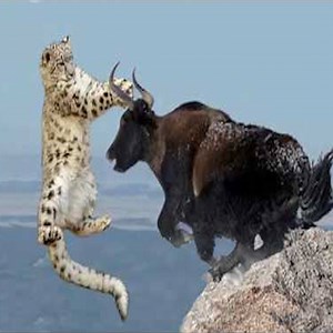 1.3M views · 650 shares | Amazing Mother Wild Yak Save Her Baby From Snow Leopard Hunting | Daily Reptile | Facebook