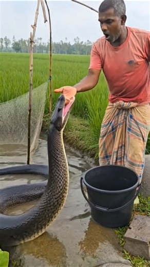 জালেতে অজগর #short #অজগর #foryoupageシ