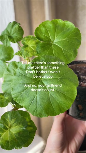 Pelargoniums ARE SO underrated #botanical #pelargonium #easterneurope #aesthetic #houseplants