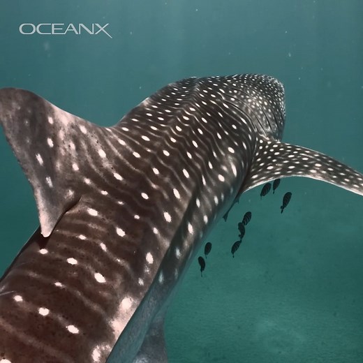 904K views · 1.1K reactions | Every whale shark has a unique...
