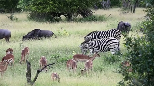 The LIONS and the LAMB