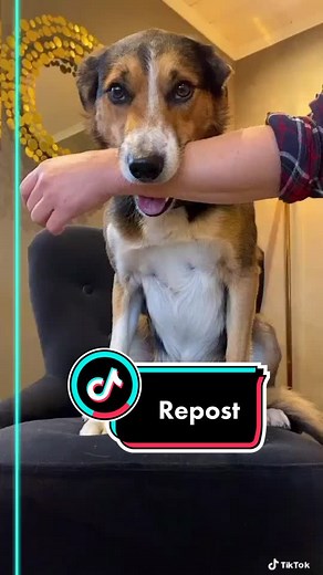 Funnybubbledogs on TikTok