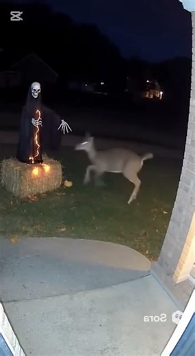 deer scared by Halloween decorations