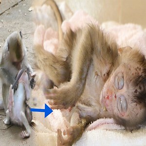 3.2M views · 23K reactions | People are trying to save baby monkey out of male monkey. #Animal #Monkey | Daily Monkey | Facebook