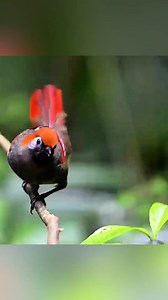 Beautiful song | Wildlife Discovery