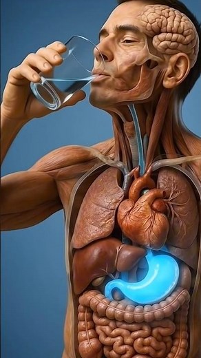 The Human Digestive Process Explained | Realistic 3D Anatomy Animation