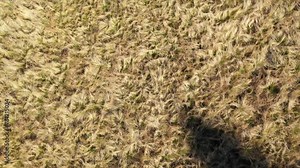Autumn grass top view, landscape of streams, flight on a drone. Field view from above. Grass aerial view. Spiral rotation.