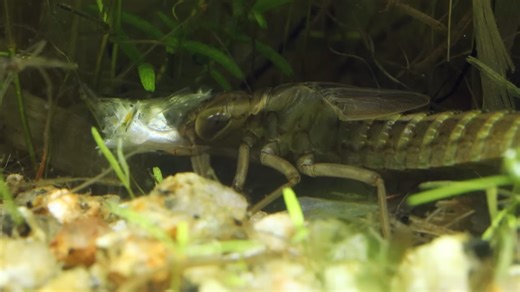 Watch a Dragonfly Catch Insects in Flight – Without Missing