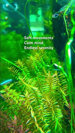 Planted Aquarium with Schooling Tetras at Blessings aquarium, Pune 🌿🐟
