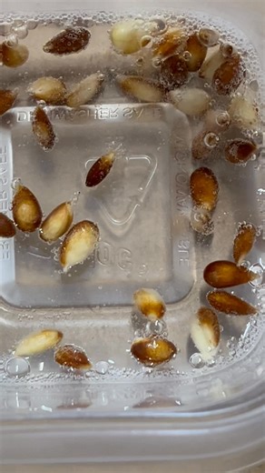 Williams Pride apple seeds disinfecting in peroxide #alaskanapples #akapples #apples #growfromseed #appleseeds #appleseed #alaskangrown #alaskagrown #matsuvalley #wasilla #wasillaalaska | AKApples