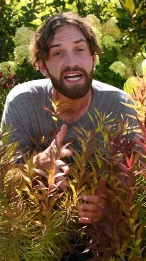 Broadleaf Vs. Threadleaf Blue Star (Amsonia) - What's the Difference?