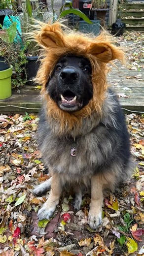 Happy Halloween from your favourite floof! #halloween #dogs #dogsincostumes #spooky #kingshepherd | Stacy Gedge