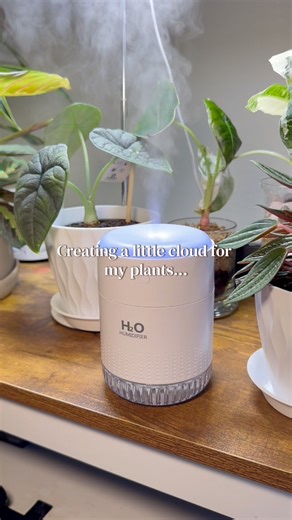 Comment “humidifier” for details 🌿 A soft little ritual for my plant corner 🌿 There’s something calming about a gentle mist in the air, watching the leaves catch the light, and knowing they’re getting a bit of extra love. Plants really do change the feeling of a space — slower, quieter, softer. And sometimes the smallest care makes the biggest difference ✨ Amazon affiliate — I may earn a small commission from qualifying purchases at no extra cost to you. #plantcaretips #urbanjungle #plantlover