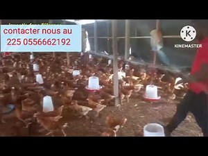 élevage de poule pondeuse en côte d'ivoire,