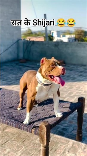 Dogs🐶🐶 #pitbull #dogs #doglover #dogshorts #dog #doglovers #shortsfeed