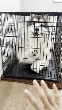 When I put on a realistic dog costume, I got locked in a cage! #shorts
