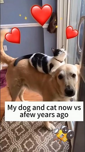 When Cats & Dogs Become Best Friends.🐶❤️🐱... #Heartwarming