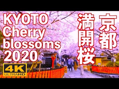 4K JAPAN 京都の桜 Cherry blossoms Kyoto 京都 観光 旅行花見 満開 背割堤 清水寺 嵐山 祇園白川 京都植物園 平安神宮 岡崎疏水 平等院 鴨川 sakura