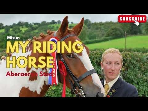 Aberaeron Misun, Welsh Pert-bred riding horse