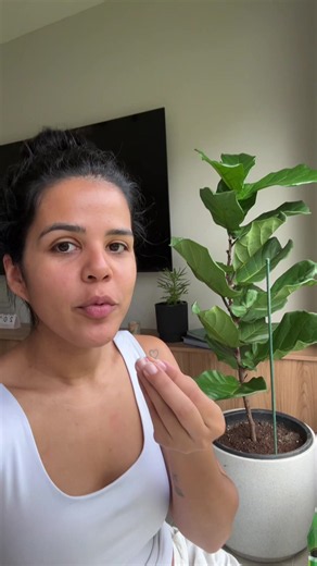 Ficus lyrata: cuidados fáciles para que brote y crezca