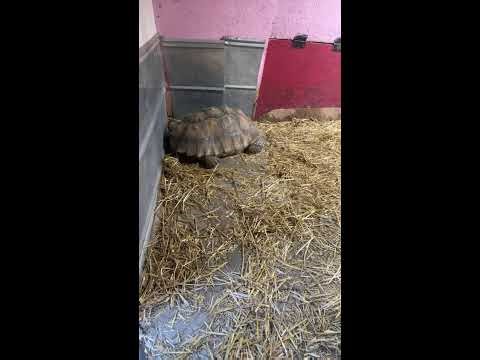 #wildlife #pets #animal #sleep #sleepsounds