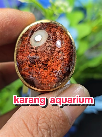 kunyang karang aquarium #crystasl#kinyangkarang